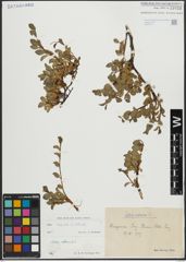 Foto von Salix alpina Scop. x Salix retusa L.